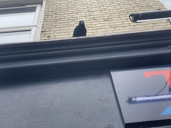 📍Loci: The Crafty Crow